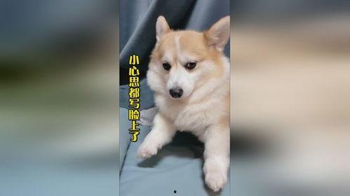 看萌狗最新爆料,看萌狗独家爆料，带你领略萌宠界的最新风采